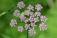 041.-Pimpinella-major-Grand-Boucage