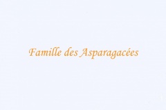 042.-Asparagacées