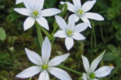 043.-Ornithogalum-umbellatum-Ornithogale-en-ombelle-Dame-donze-heures
