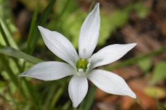 044.-Ornithogalum-umbellatum-Ornithogale-en-ombelle-Dame-donze-heures