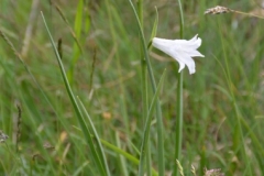044a.-Paradisea-liliastrum-Lis-de-Saint-Bruno