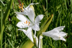 044b.-Paradisea-liliastrum-Lis-de-Saint-Bruno