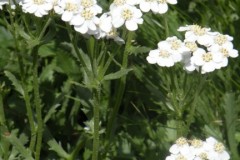 050.-Achillea-erba-rotta-subsp.-erba-rotta-Achillée-herbe-trouée