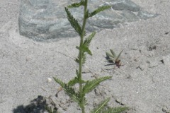 051.-Achillea-millefolium-subsp.-millefolium-Achillée-millefeuille