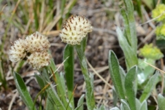 059.-Antennaria-carpatica-Antennaire-des-Carpates