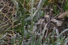 060.-Antennaria-carpatica-Antennaire-des-Carpates