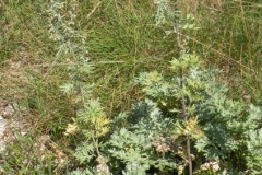 065.-Artemisia-absinthium-Absinthe