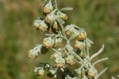 066.-Artemisia-absinthium-Absinthe