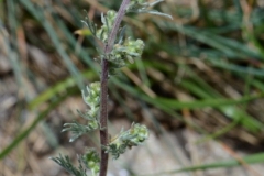 067.-Artemisia-campestris-subsp.-alpina-Armoise-des-Alpes