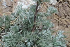 068.-Artemisia-campestris-subsp.-alpina-Armoise-des-Alpes
