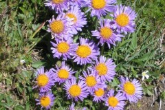 069.-Aster-alpinus-Aster-des-Alpes