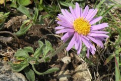 070.-Aster-alpinus-Aster-des-Alpes