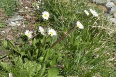 071.-Bellidiastrum-michelii-Pâquerette-de-montagne