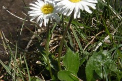 072.-Bellidiastrum-michelii-Pâquerette-de-montagne