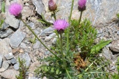 073.-Carduus-defloratus-subsp.-defloratus-Chardon-à-pédoncules-nus
