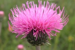 074.-Carduus-defloratus-subsp.-defloratus-Chardon-à-pédoncules-nus