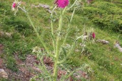 075.-Carduus-nutans-Chardon-penché