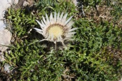 078.-Carlina-acaulis-subsp.-caulescens-Carline-acaule