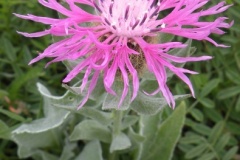 082.-Centaurea-uniflora-Centaurée-à-une-fleur