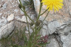 087.-Crepis-conyzifolia-Crépis-à-grandes-fleurs