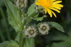 089.-Crepis-pyrenaica-Crépide-des-Pyrénées