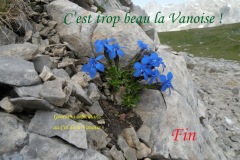 909.-Fin-Gentiana-orbicularis-Gentiane-orbiculaire