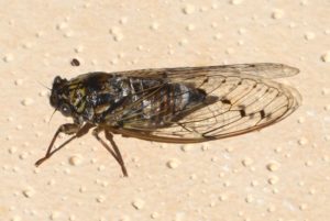 Cicada orni - Cigale grise, Cigale de l'orne