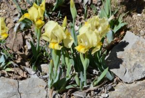 Iris lutescens - Iris nain
