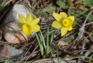 Narcissus assoanus - Narcisse d'Asso